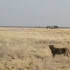 Löwe im Etosha