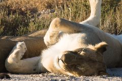 Löwe im Etosha beim Mittagsschlaf