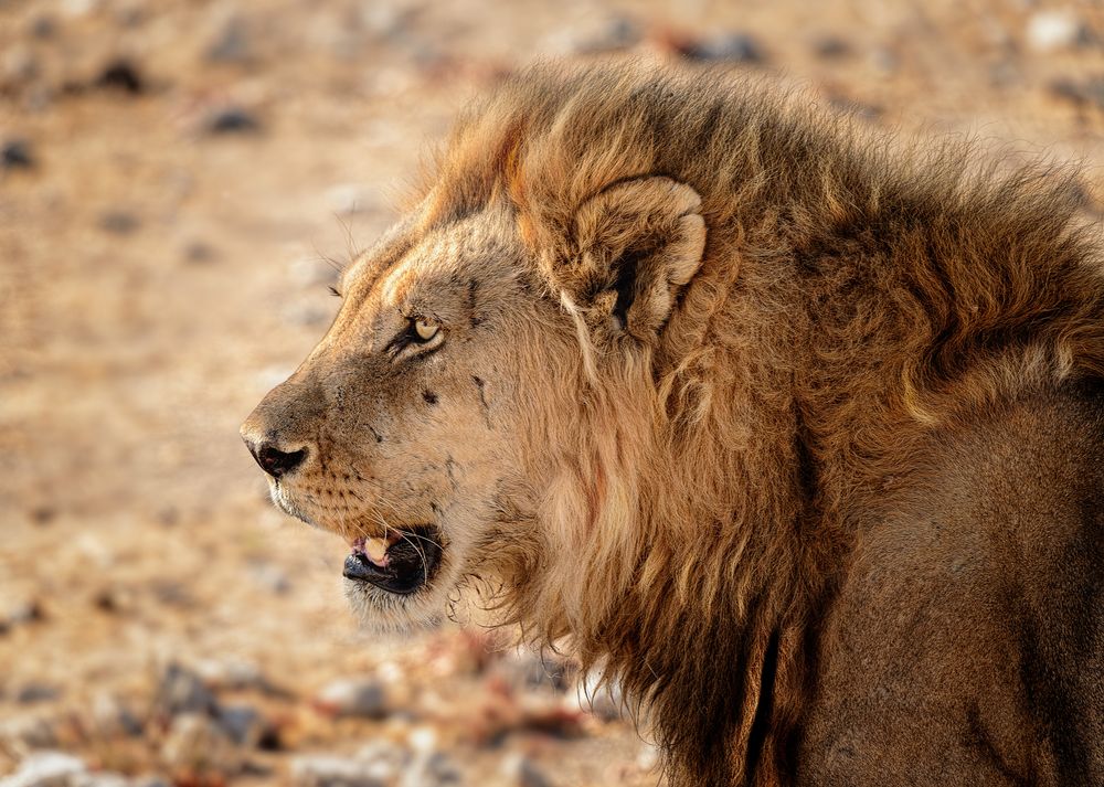 Löwe im Etosha national Park