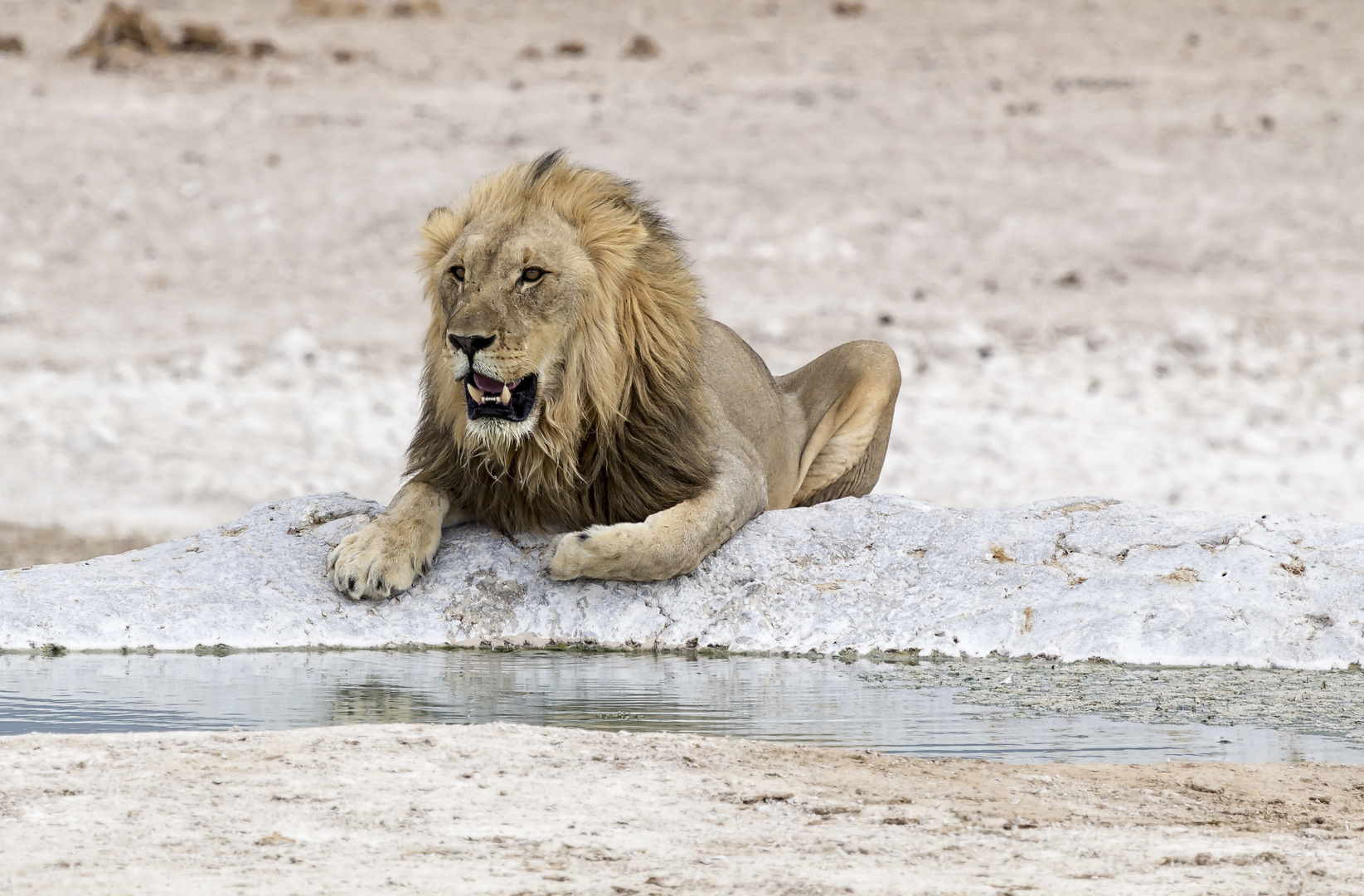 Löwe im Etosha Nationalpark