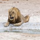 Löwe im Etosha Nationalpark