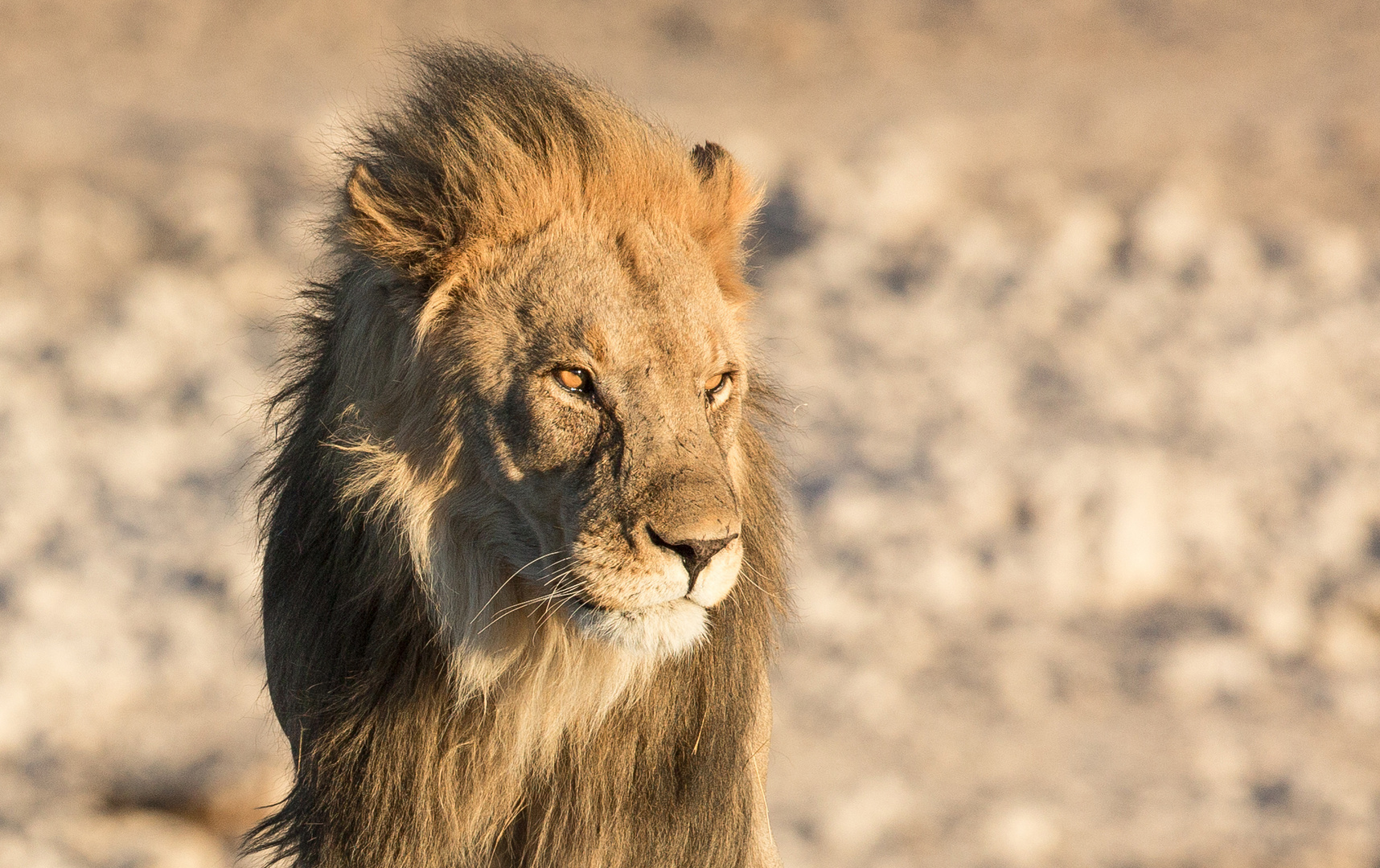 Löwe im Etosha-Nationalpark