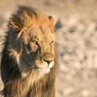 Löwe im Etosha-Nationalpark