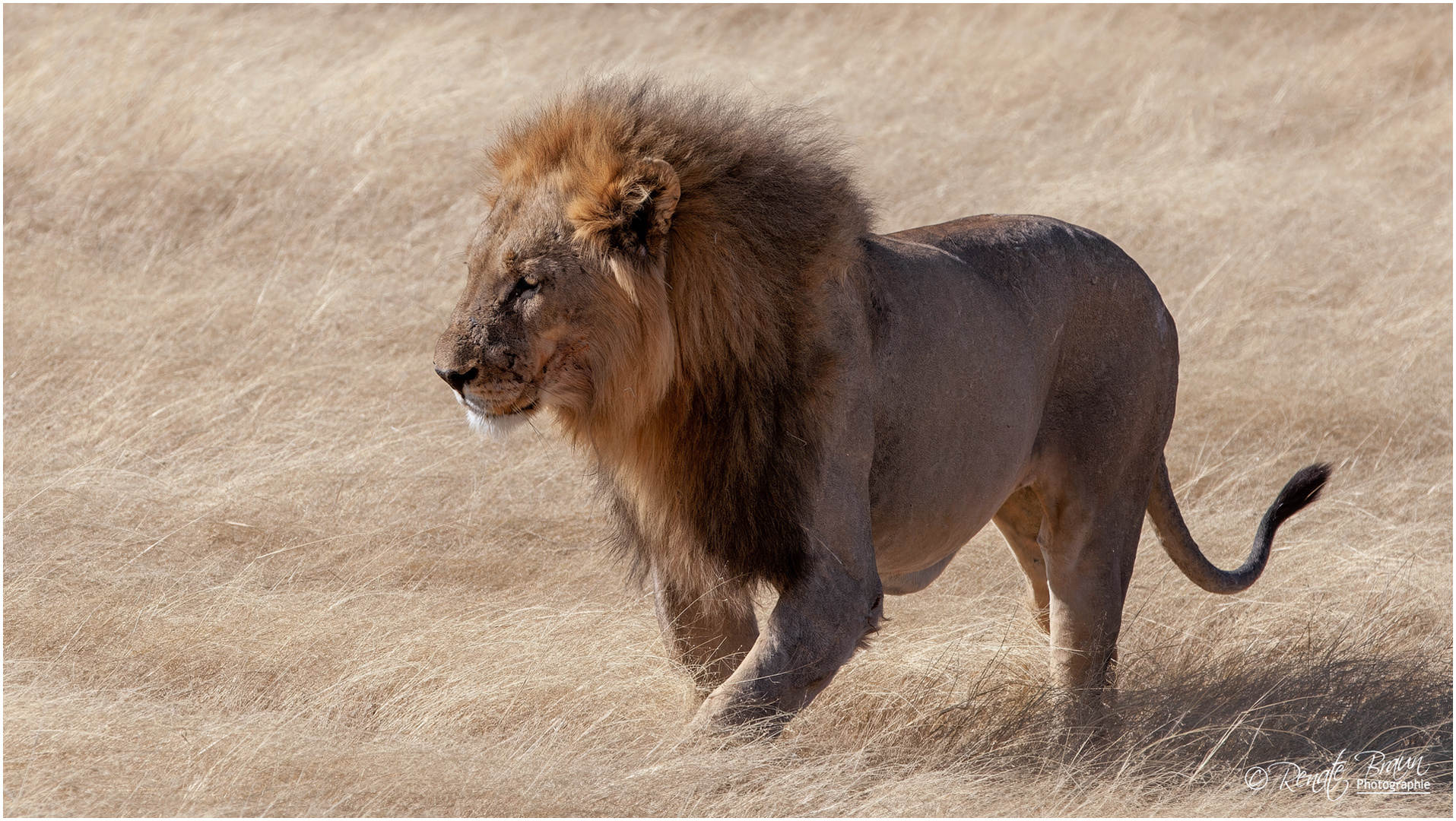 Löwe im Etosha-Nationalpark in Namibia