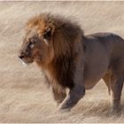 Löwe im Etosha-Nationalpark in Namibia
