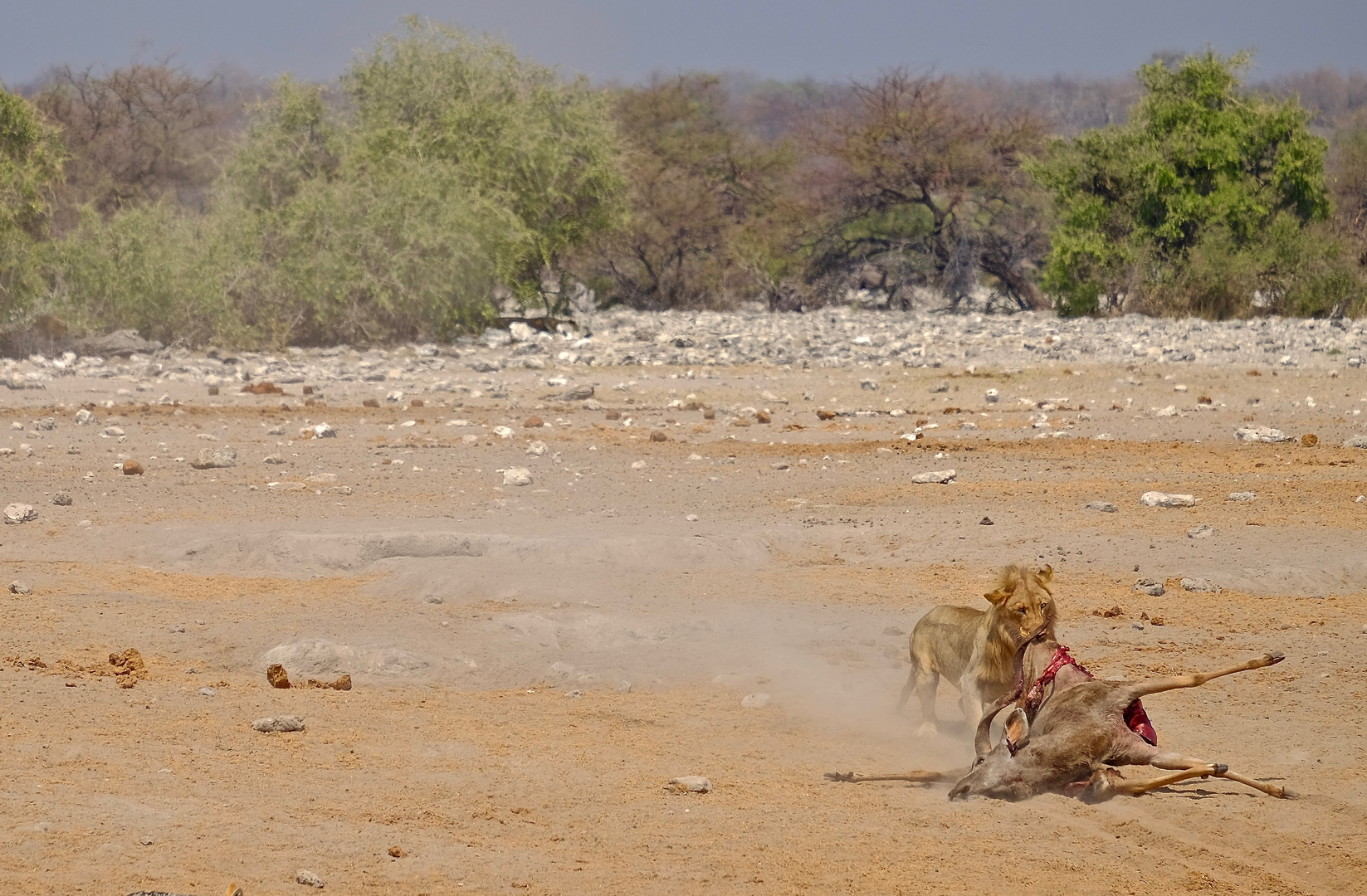 Löwe im Etosha Nationalpark / Namibia