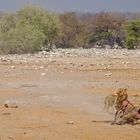 Löwe im Etosha Nationalpark / Namibia