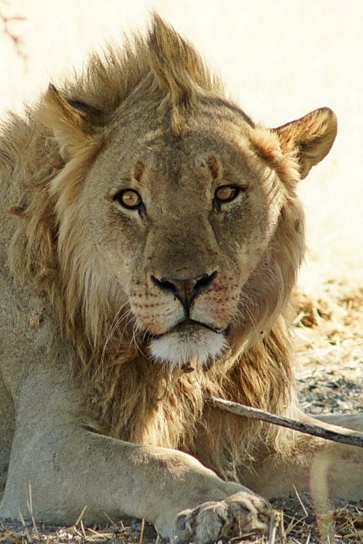 Löwe im  Etosha Nationalpark (Namibia)