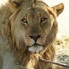 Löwe im  Etosha Nationalpark (Namibia)