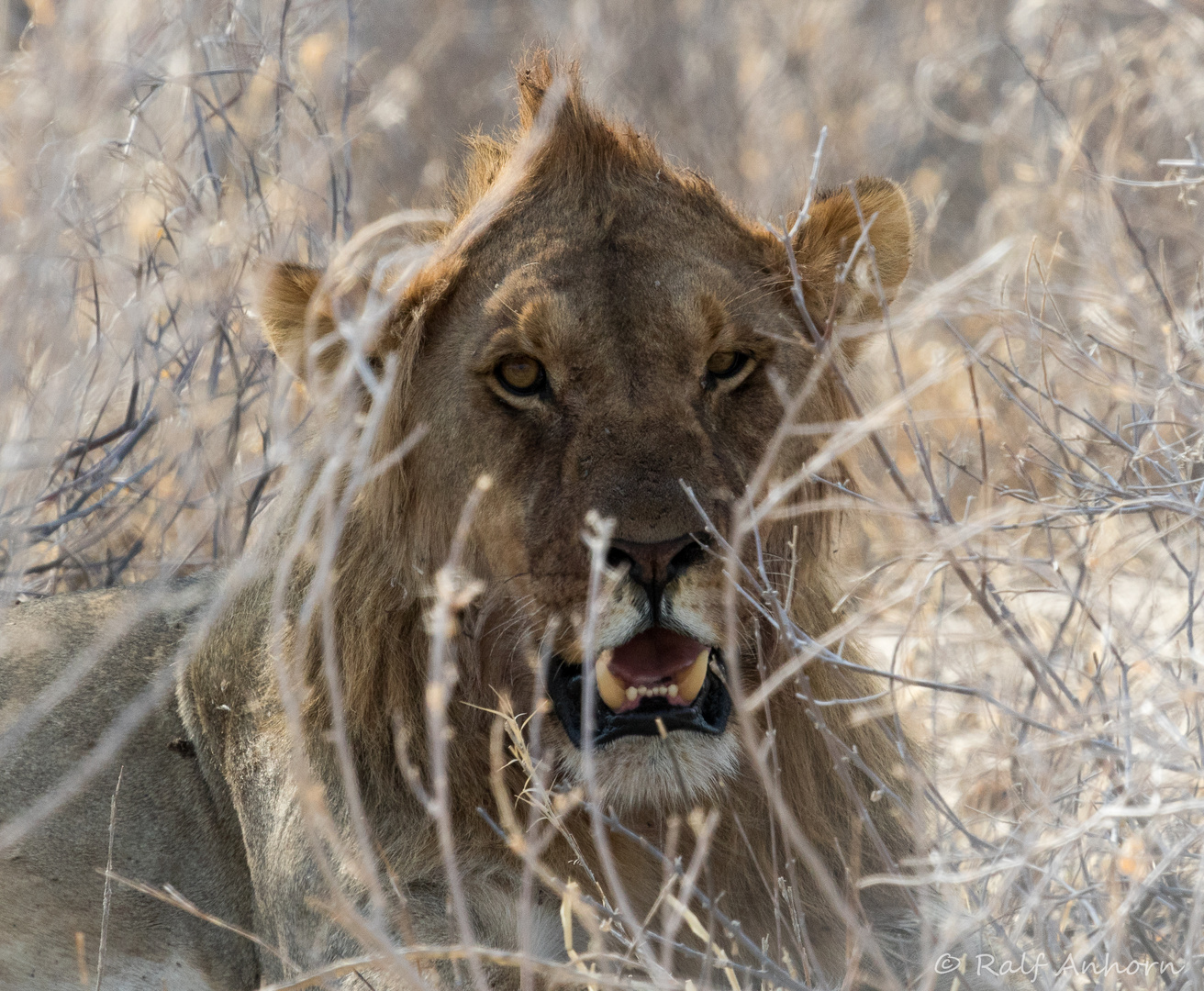 Löwe im Etosha NP