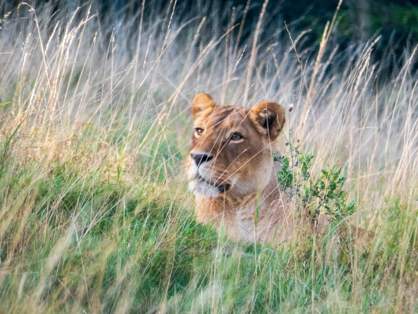 Löwe im Feld