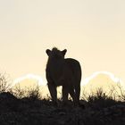 Löwe im Gegenlicht