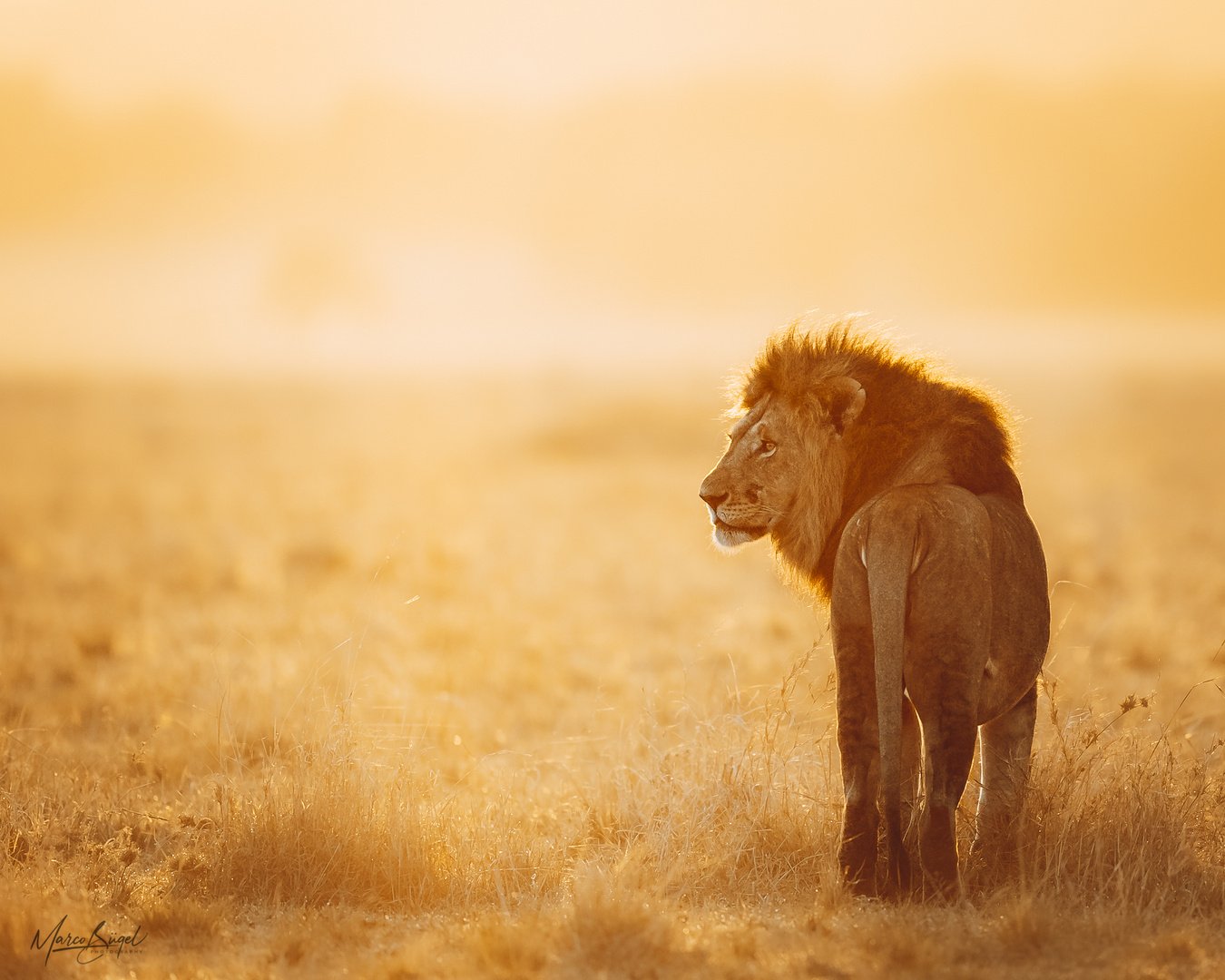 Löwe im goldenen Morgenlicht