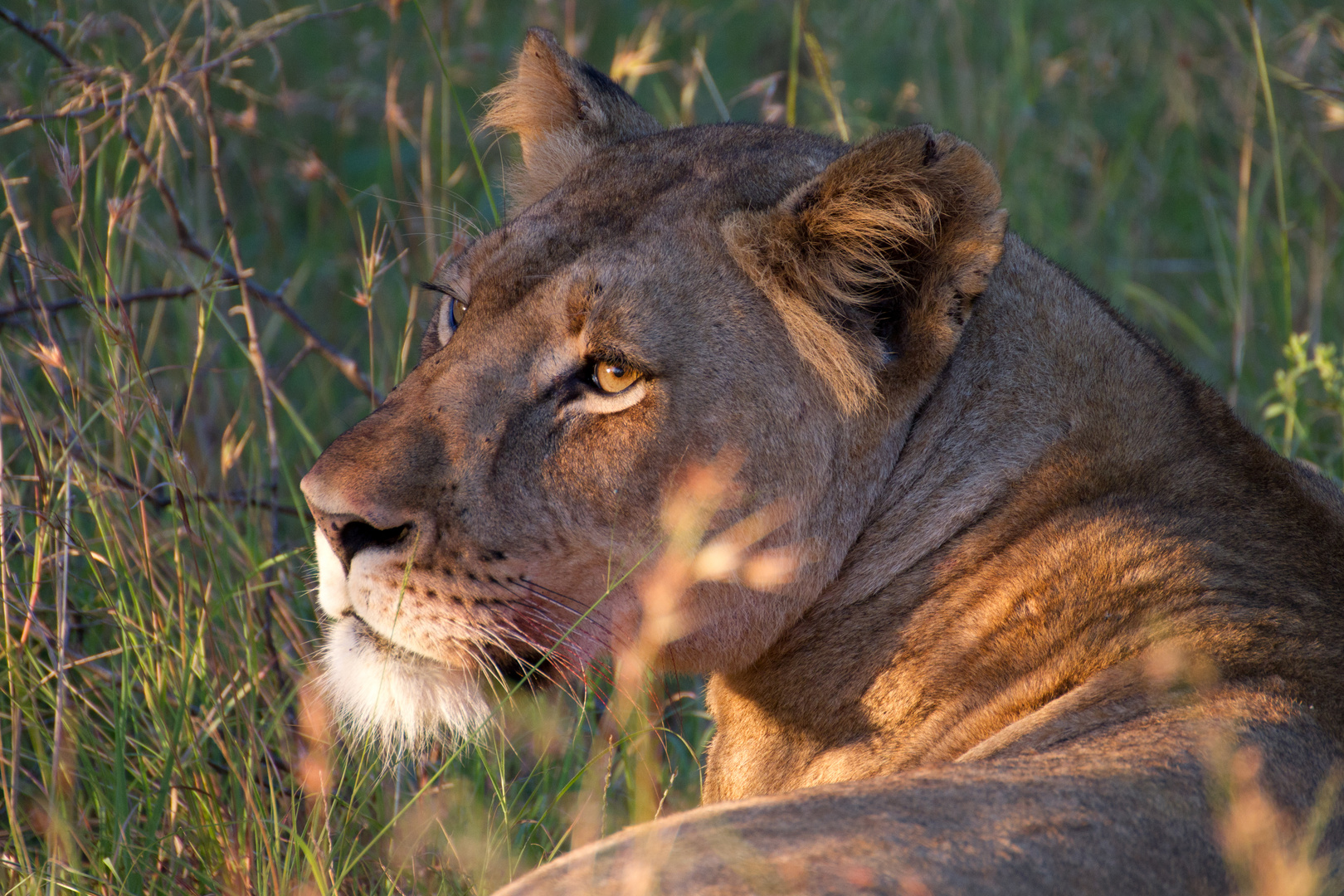 Löwe im Gras beim Sonnenaufgang in Südafrika