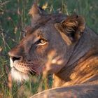 Löwe im Gras beim Sonnenaufgang in Südafrika