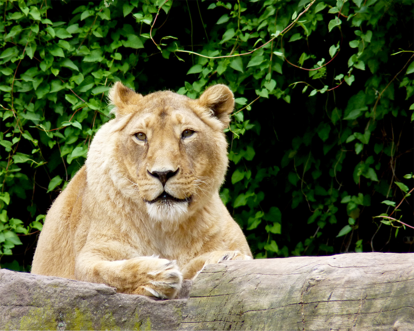 Löwe im Heidelberger Zoo