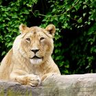 Löwe im Heidelberger Zoo