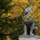 Löwe im Herbstlaub