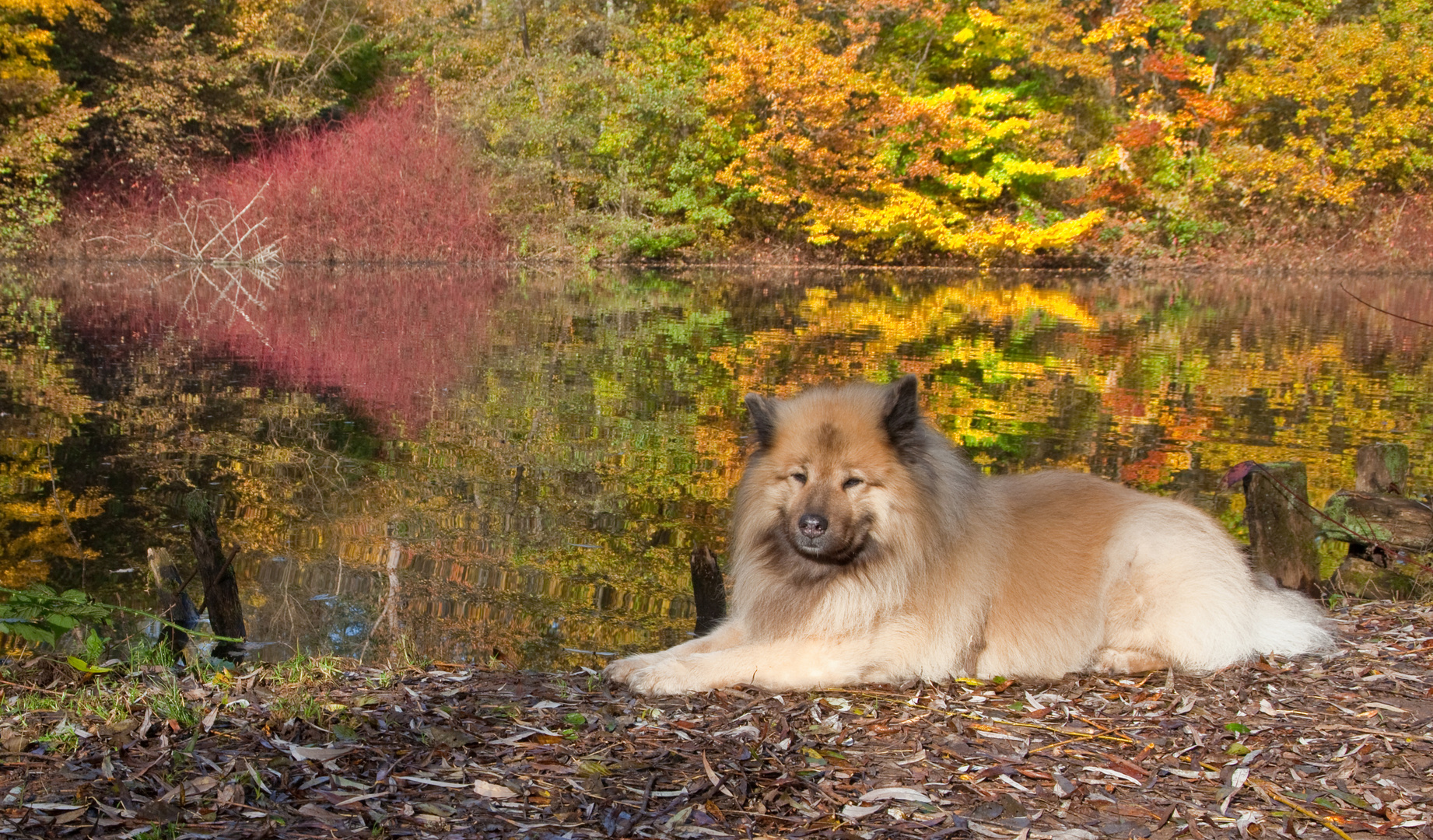 Löwe im Herbstwald