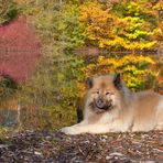 Löwe im Herbstwald