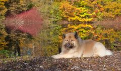 Löwe im Herbstwald