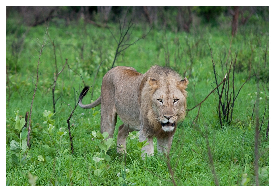 Löwe im Hluhluwe National Park