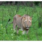 Löwe im Hluhluwe National Park