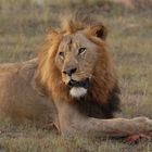 Löwe im Idwala Game Reserve / South Africa