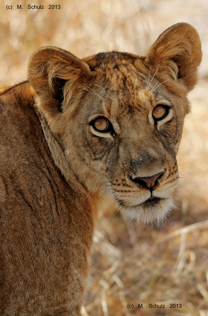 Löwe im Kafue Nationalpark, Sambia