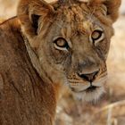 Löwe im Kafue Nationalpark, Sambia