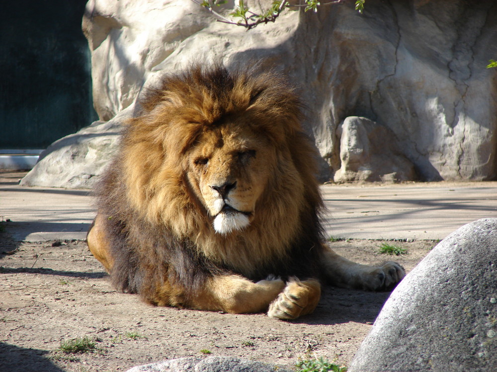 Löwe im Karlsruher Zoo