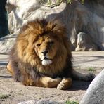 Löwe im Karlsruher Zoo