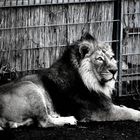 Löwe im Kölner Zoo