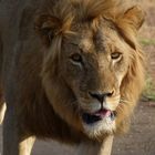 Löwe im Kruger Nationalpark