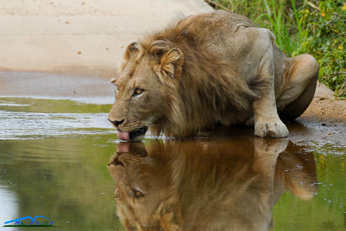 Löwe im Kruger Park