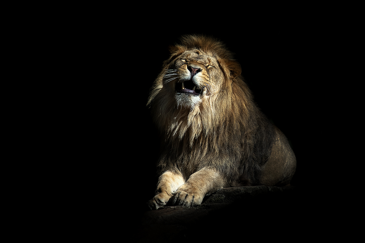Löwe im Licht