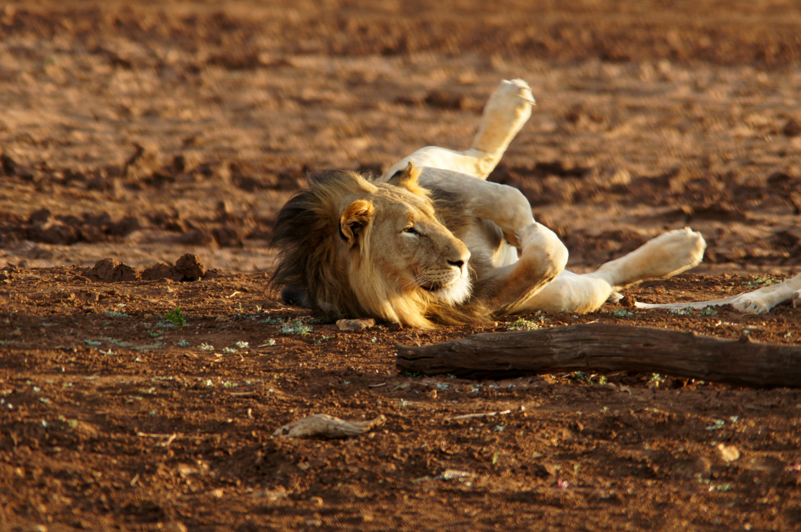 Löwe im Madikwe Park (ZA)