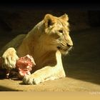 Löwe im Magdeburger Zoo