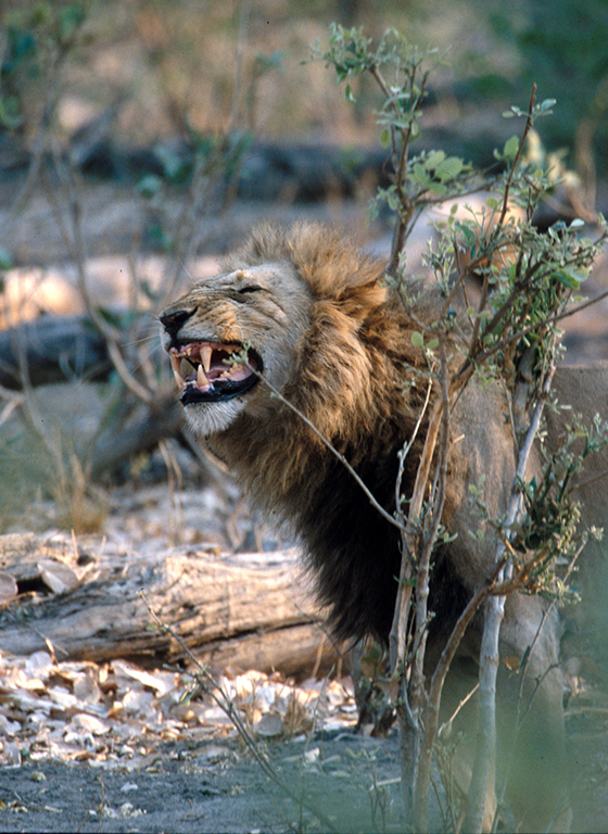 Löwe im Moremi Game Reserve, Botswana