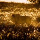 Löwe im Morgenlicht