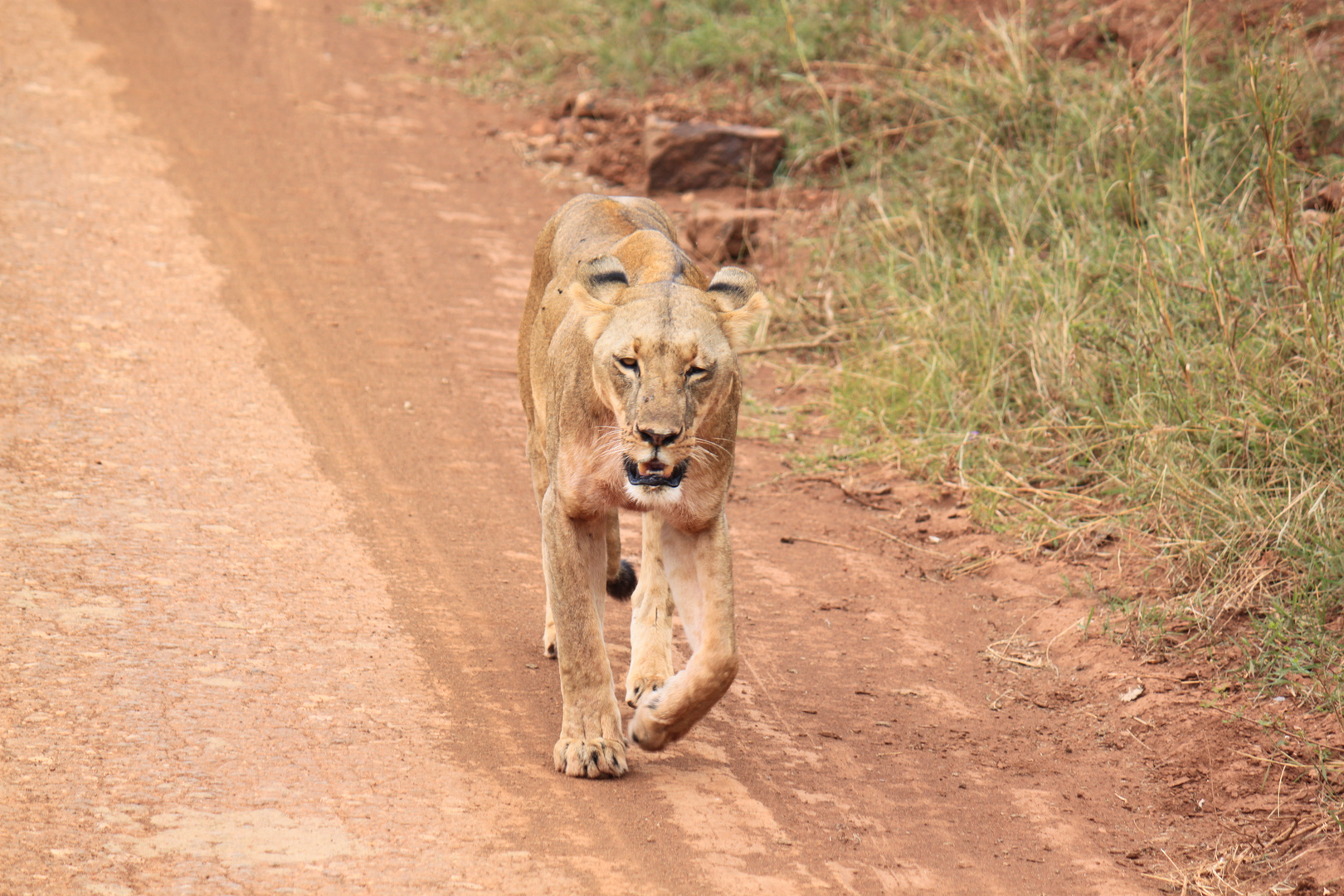 Löwe im Nairobi Nationalpark, Kenia