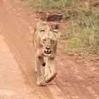 Löwe im Nairobi Nationalpark, Kenia