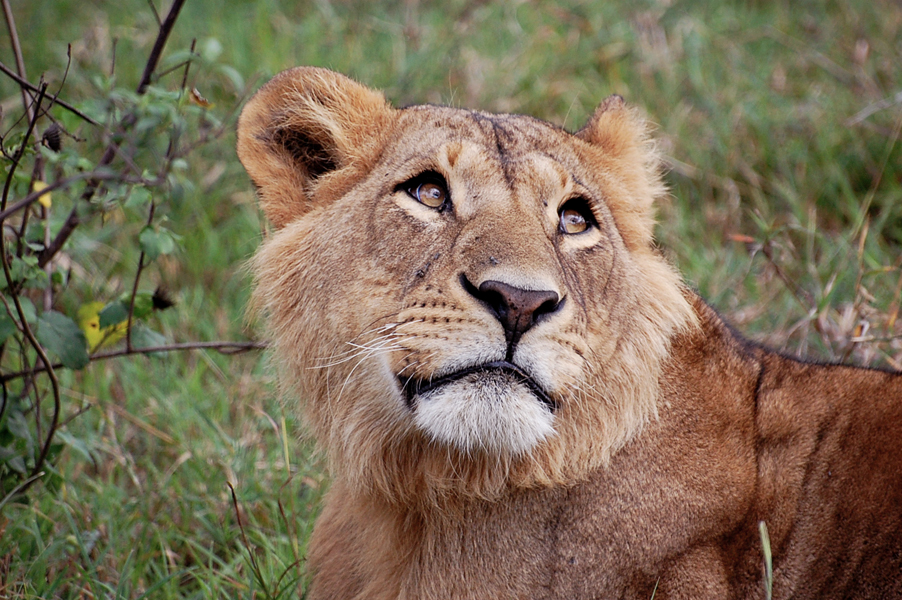 Löwe im Nakuru Nationalpark