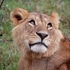 Löwe im Nakuru Nationalpark
