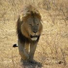 Löwe im N`Gorogoro Nationalpark Tanzania