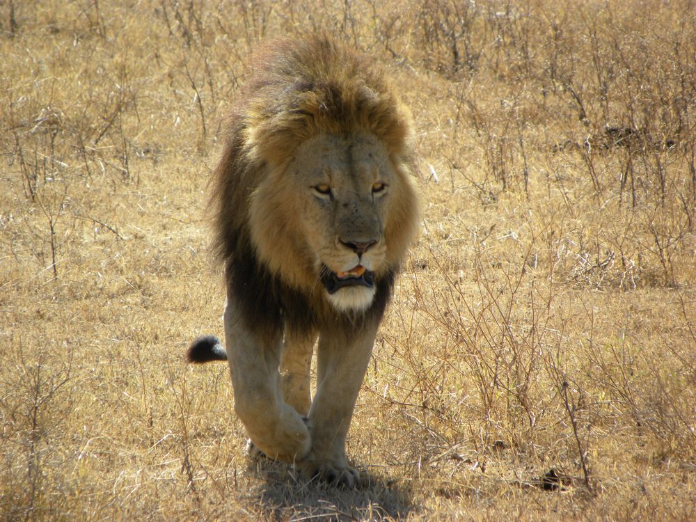 Löwe im N`Gorogoro Nationalpark Tanzania