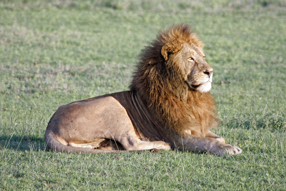Löwe im Ngorongoro