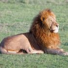 Löwe im Ngorongoro