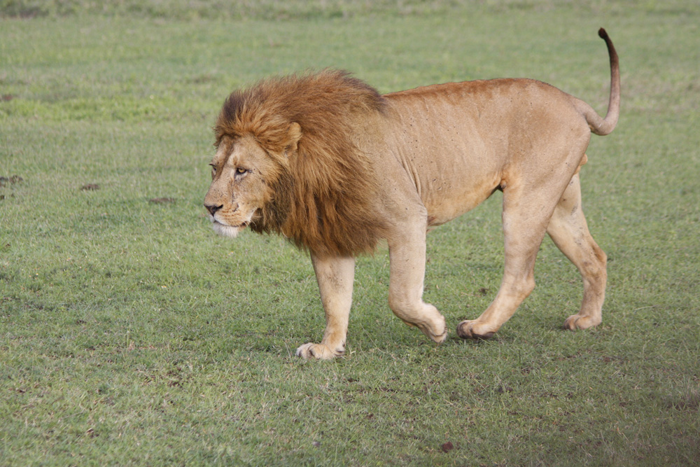 Löwe im Ngorongoro II