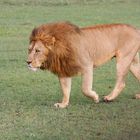 Löwe im Ngorongoro II